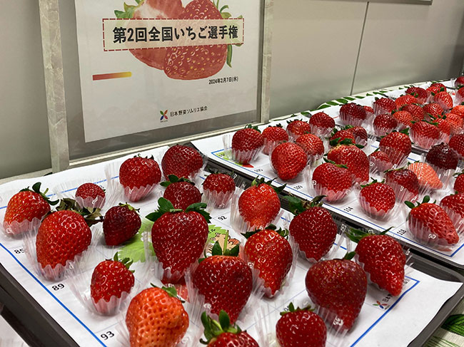 大人の上質  第2回 全国いちご選手権｜日本野菜ソムリエ協会 ぬいぐるみ・マスコット