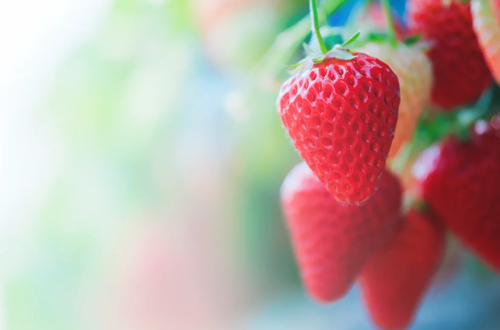 第4回 全国いちご選手権