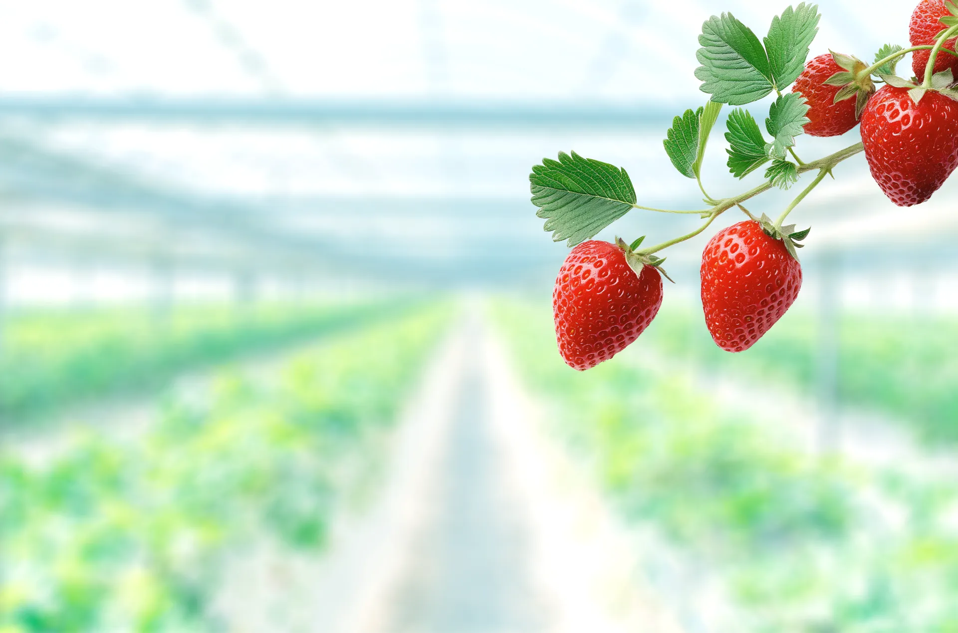 第2回 全国夏いちご選手権｜全国青果物選手権｜日本野菜ソムリエ協会